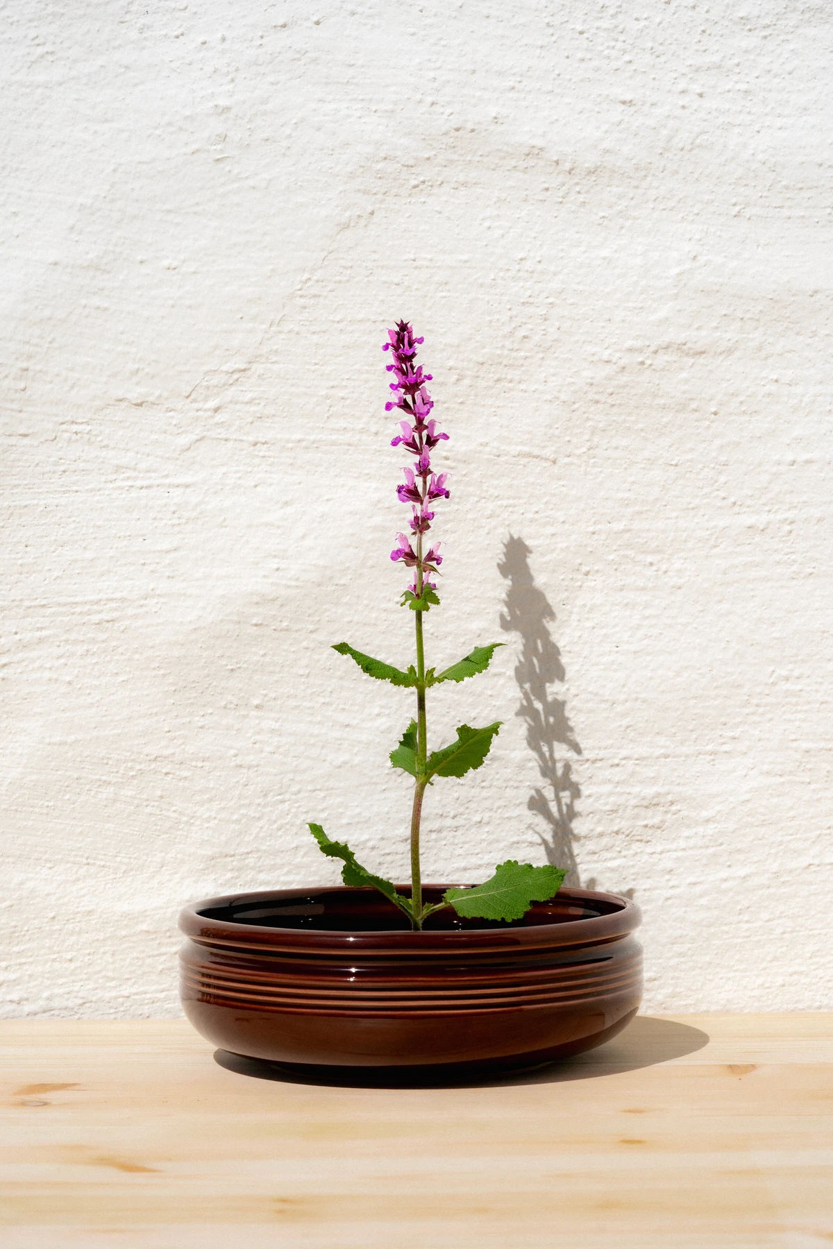 Bolle D:16cm H:6cm Soft Rose