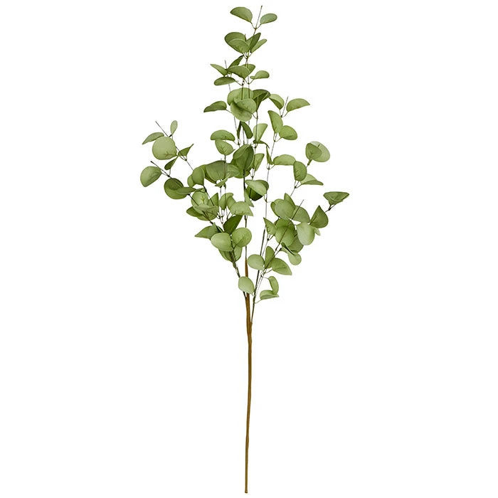 Eukalyptus H70 cm Ivy